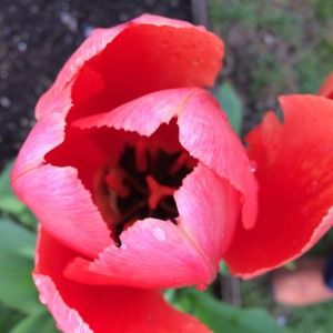 Meet your Posher, Megith